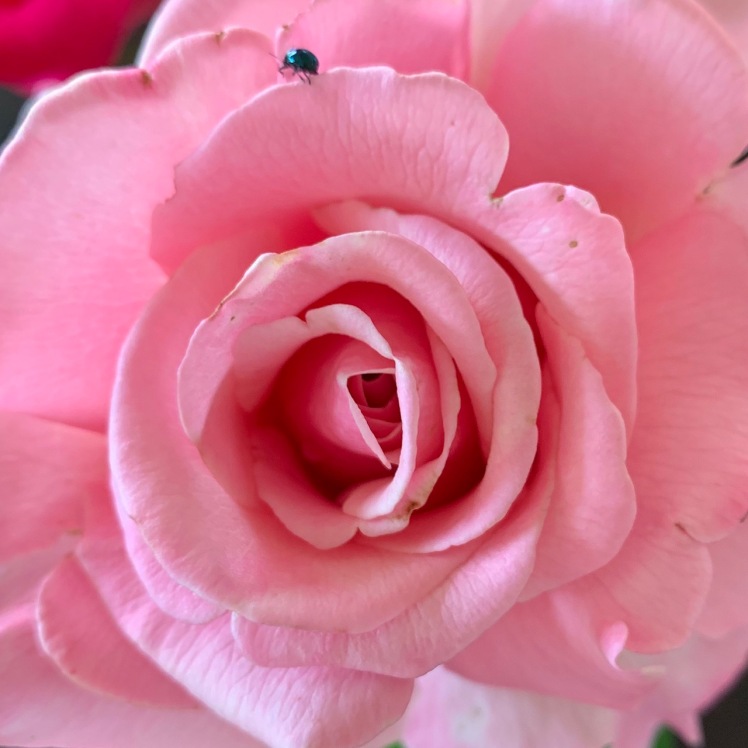 pink rose with beetle